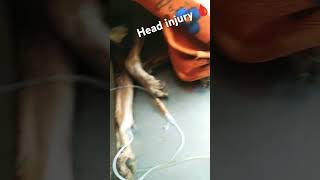 Head injury and loss of blood 🩸subscribe share like comment street animalshort dog [upl. by Rebba]