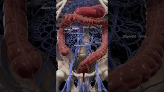 Veins of the small and large intestine anatomy 3dmodel [upl. by Retsim613]