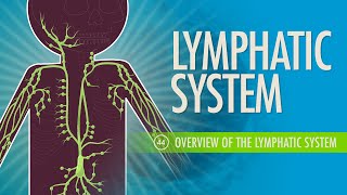 Lymphatic System Crash Course Anatomy amp Physiology 44 [upl. by Sterrett704]