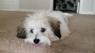 Havanese puppy with too much energy [upl. by Enogitna]