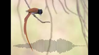 African Paradise Flycatcher Call  Birdsong  Wildlife Sounds [upl. by Wetzel]