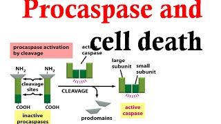 Caspase and Procaspase in cell death [upl. by Kirbie14]