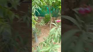 रक्त कनेर Nerium oleander nature medicinal dravyaguna [upl. by Yrrot]