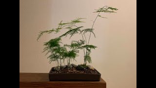 Creating a landscape bonsai using Plumosa Fern Asparagus Plumosus [upl. by Aldwon24]