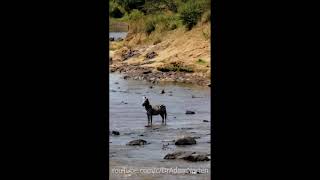 Zebras escape crocodiles [upl. by Anecusa]