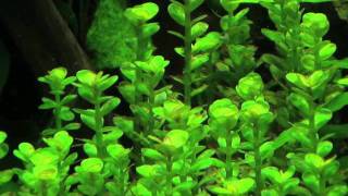 Rotala indica [upl. by Ynot]