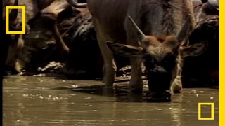 Croc vs Wildebeest amp Gazelle  National Geographic [upl. by Ikceb]