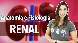 Sistema ExcretorUrinário Aula 12 Anatomia e Fisiologia Renal [upl. by Xenia]