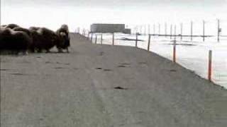 Two foot Musk Ox attacks Grizzly Bear [upl. by Notak]