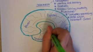 Brain Regions Overview [upl. by Ketchum89]