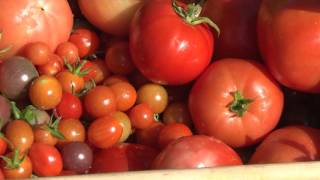 How to avoid quotExplodingquot Tomatoes [upl. by Schrader822]