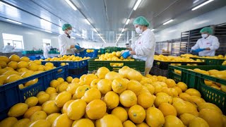 Amazing Fruit Powder Mass Production Plant Turns 15 Tons of Lemons Into Powder By Allprocessofworld [upl. by Ynohtnacram]