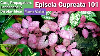 Episcia Cupreata Flame Violet Complete Guide  Care Propagation Display amp Landscape Ideas [upl. by Zebulen]