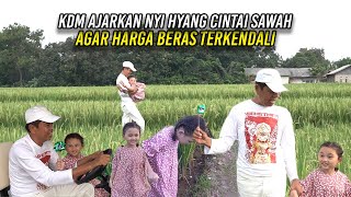 KDM AJARKAN NYI HYANG MENCINTAI SAWAH DAN PADI  AGAR HARGA BERAS TERKENDALI [upl. by Harbard]