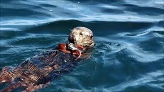 Sea Otter Eats An Octopus [upl. by Drawoh]