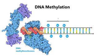 Introduction to epigenetics  LearnOmicsLogiccom [upl. by Virgin93]