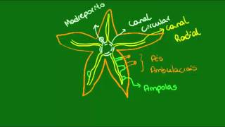 Sistema ambulacral dos Equinodermos  Zoologia  Biologia [upl. by Wrigley]