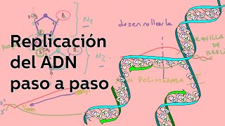 Replicación del ADN avanzada I  Biología  Educatina [upl. by Borman]