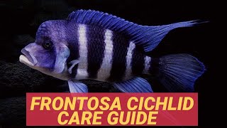 FRONTOSA CICHLID CARE GUIDE [upl. by Germann]