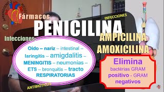 PENICILINA AMOXICILINA AMPICILINA antibióticos [upl. by Paschasia800]