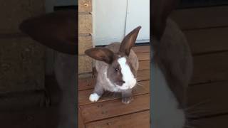 Cute Rabbit Sounds  Screaming  🤎 1 [upl. by Hoffer]