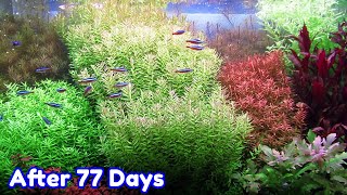 ROTALA BUSHY  STEP BY STEP AQUASCAPE DUTCHSTYLE [upl. by Atires]