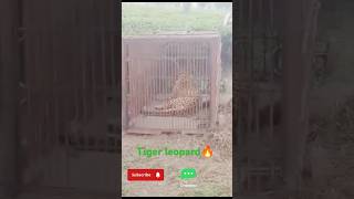 🔥Tigerleopard tea😱 garden pinjra fasChuka ha original sound viral short videos [upl. by Ralli950]