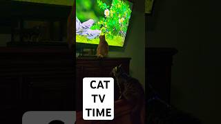 Cat amp Kitten watching cattv youtube Birds adorablecats [upl. by Goldsworthy755]