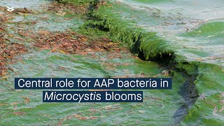 Cyanobacterial bloom interactome and a central role for AAP bacteria in nutrient cycling [upl. by Zingale]