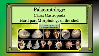 Class Gastropoda Hard part morphology of the Gastropoda shell [upl. by Elam]