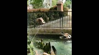 Mallard duck at Dorney Park June 2017 birds animals wildlife [upl. by Udell201]