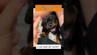 NÃO BRINQUE DE MORDER COM SEU FILHOTE pets cachorro cachorros adestramento adestrar rotweiler [upl. by Arikehs90]