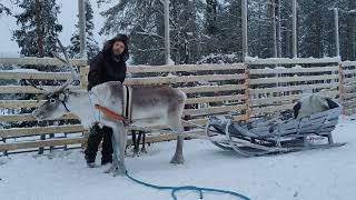 Verleng je kerst in Salla in Lapland  Voigt Travel [upl. by Waylin]