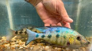 Fossorochromis rostratus a very large cichlid from Africas Lake Malawi [upl. by Auqinahs]