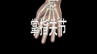 掌指关节 Metacarpophalangeal Joints [upl. by Ciro497]