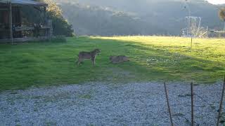 2 Bobcats fighting in the backyard [upl. by Adiell]