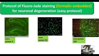 Protocol of FluoroJade staining formalin embedded for neuronal degeneration easy protocol [upl. by Balkin]