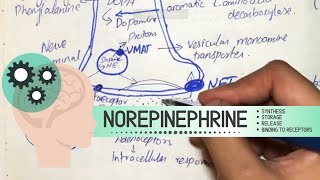 Norepinephrine  Synthesis Storage Release Binding to receptors Degradation Drugs acting [upl. by Gawlas]