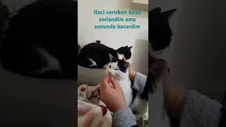 Birazcık takviye zamani keşfet kitten cat kediseverler kayip [upl. by Annaeirb24]