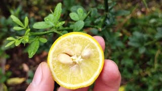 Cold Hardy Citrus in New York  Trifoliate Orange Poncirus Trifoliata [upl. by Courtund535]