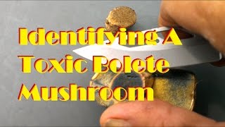 Identifying A Toxic Bolete Mushroom [upl. by Nosidam]