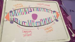 DNA Replication Animation [upl. by Ervin]