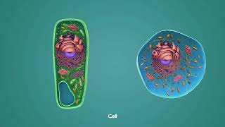 Animal And Plant Cells Cellular Organelles [upl. by Eelam941]