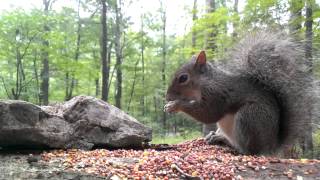 Eastern Gray Squirrel Video for dogs and cats to watch [upl. by Assenev]