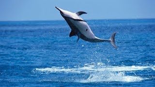 Why Do Spinner Dolphins Spin [upl. by Aniluj]