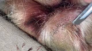 Impacted Hair Follicle Removal on Moose my Mastiff’s Paw 🐾 Relaxing and Satisfying [upl. by Ekaterina]