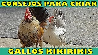 7 Consejos Importantes para Cuidar a tus Kikirikis [upl. by Seften]