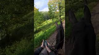 Quelle a été votre aventure la plus folle  🤔✨ horse alsace cheval shorts chevaux [upl. by Streeter]