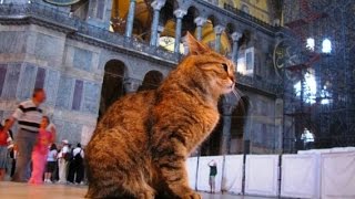 Cat in Masjid AlHaram  MAKKAH  SUBHAANALLAH [upl. by Darian800]