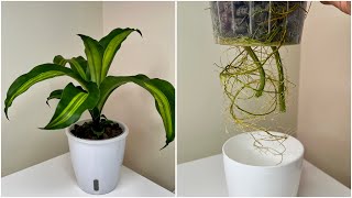 How To ROOT a Dracaena Fragrans or Corn Plant or Fortune Plant in Water 140 DAYS UPDATES [upl. by Yllac]